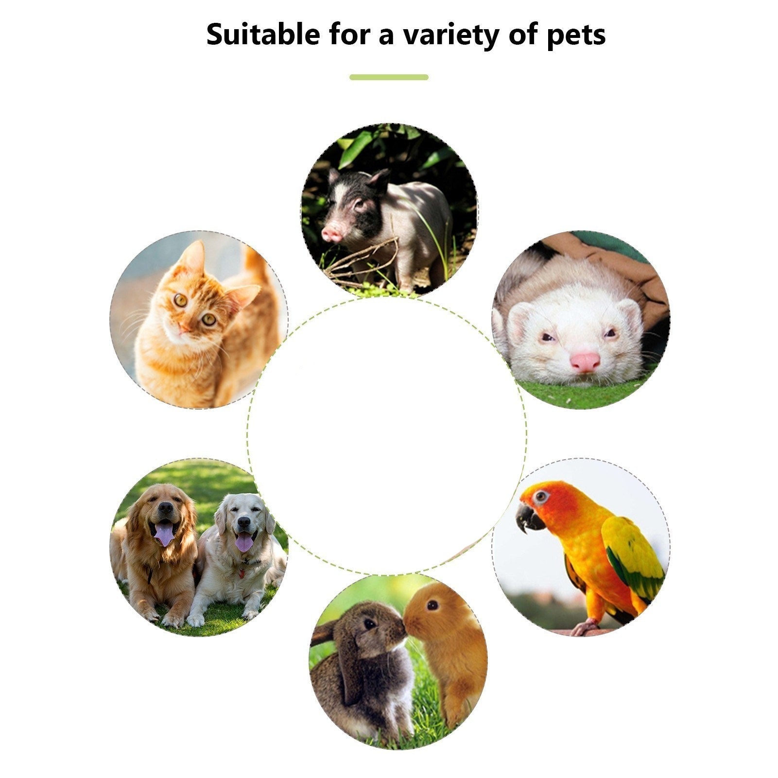 pet-essentials-products-for-pet-comfort-and-wellbeing