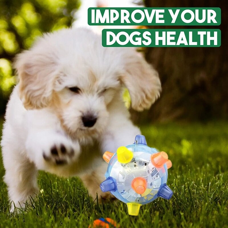 pet-essentials-for-comfort-and-wellbeing-for-your-pet-now
